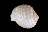 藏品(花點鶉螺)的圖片